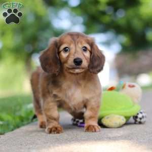 Pocahontas, Dachshund Puppy